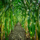 photo of path in corn maze