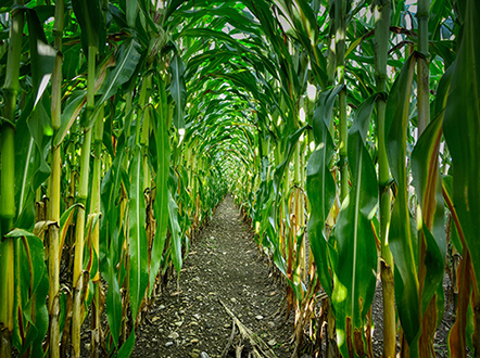 photo of path in corn maze